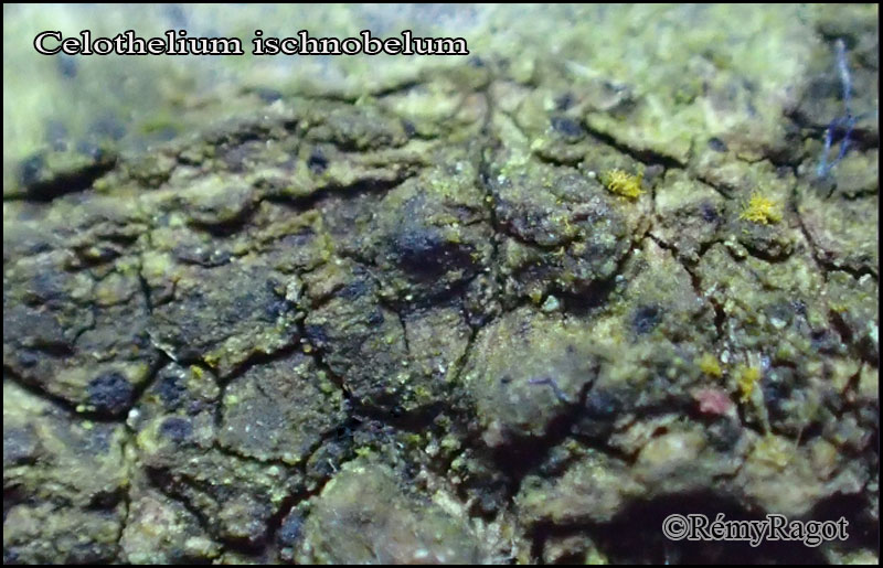 Представитель Семейства Celotheliaceae